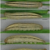 hipp semele volgensis larva5 volg
